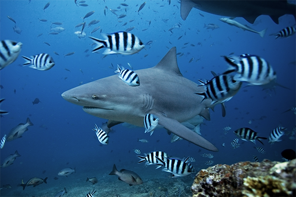 Dive with skarks in Fiji Islands